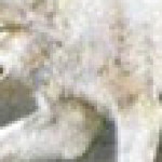 Profile picture of Brono
