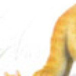 Profile picture of Augelina